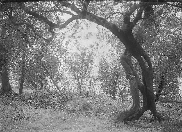 Paesaggio. Toscolano-Maderno - Monte Maderno - Uliveto