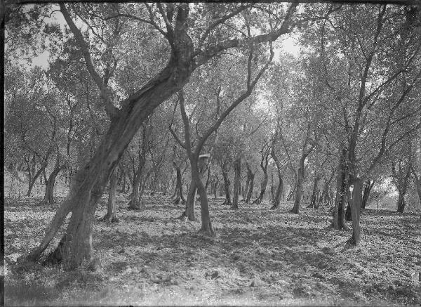 Paesaggio. Toscolano-Maderno - Monte Maderno - Uliveto