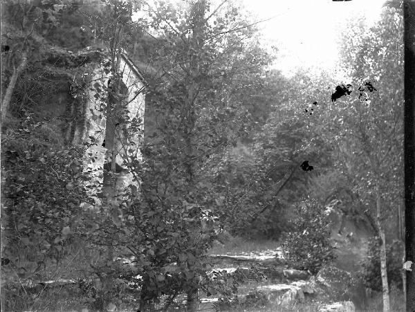 Paesaggio. Passignano sul Trasimeno - Bosco nei pressi del Convento dei Cappuccini