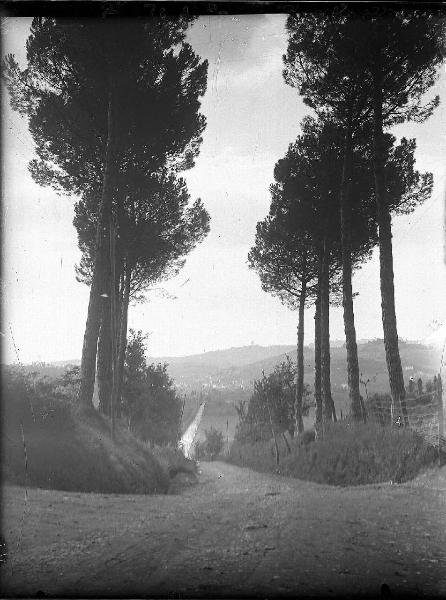 Paesaggio. Collestrada - Strada alberata