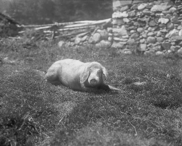 Valle Vigezzo - Maiale