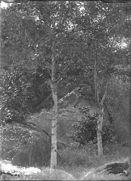 Paesaggio. Lago Trasimeno - Isola Maggiore - Bosco