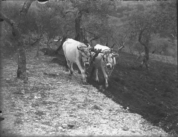 Paesaggio. Assisi - Aratura