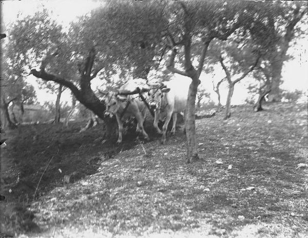 Paesaggio. Assisi - Aratura