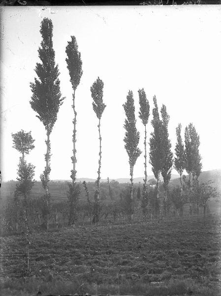 Paesaggio. Cannara - Pian d'Arca - Veduta