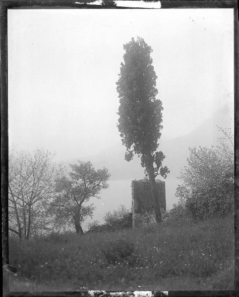 Paesaggio. Località non identificata - Alberi