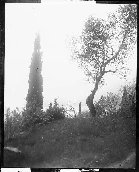 Paesaggio. Località non identificata - Alberi