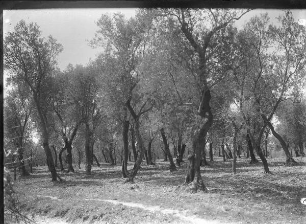 Paesaggio. Malcesine - Bosco