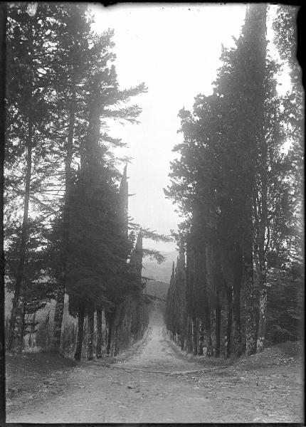 Paesaggio. Asciano - Montacuto - Viale alberato