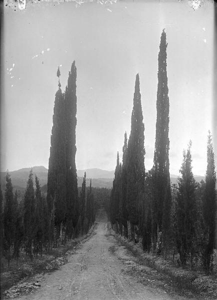 Paesaggio. Asciano - Montacuto - Viale alberato