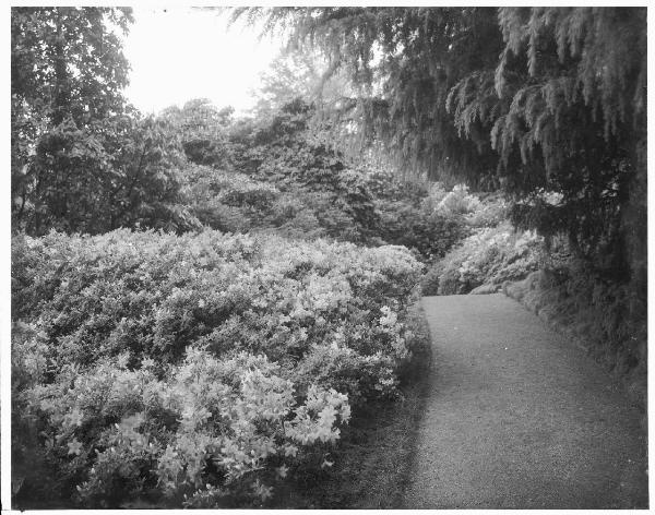 Paesaggio. Tremezzo - Villa Carlotta - Giardino botanico