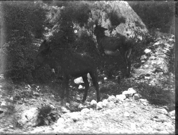 Paesaggio. Poggio Bustone - Asini lungo il sentiero che conduce all'Eremo di Monte Rosato