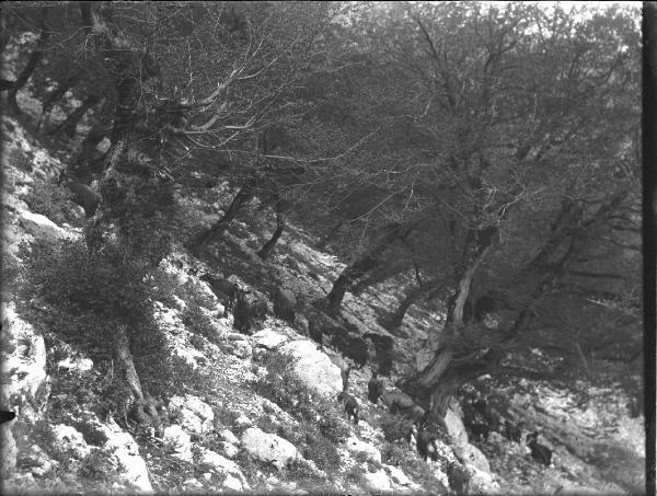 Paesaggio. Poggio Bustone - Bosco