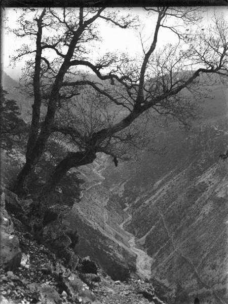 Paesaggio. Poggio Bustone (?) - Bosco