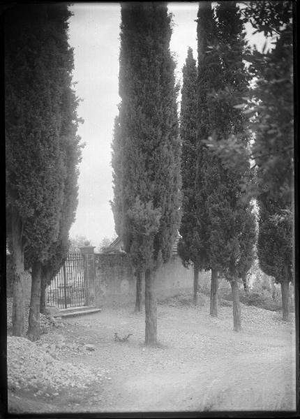 Paesaggio. Gardone Riviera (?) - San Michele (?) - Cipressi