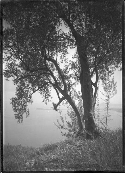 Paesaggio. Toscolano-Maderno(?) - Monte Maderno (?) - Ulivo e veduta del lago di Garda