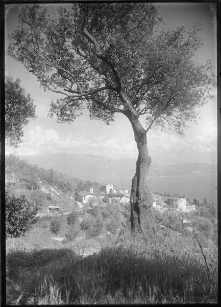 Paesaggio. Toscolano-Maderno(?) - Monte Maderno (?) - Ulivo e veduta del Lago di Garda