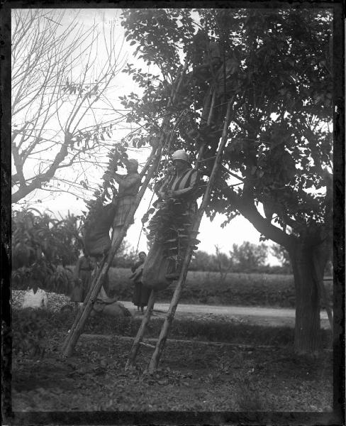 Paesaggio. Forlimpopoli - Raccolta della frutta