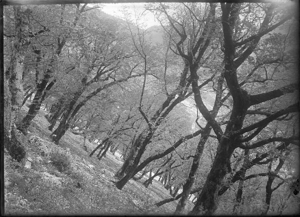 Paesaggio. Poggio Bustone - Bosco presso il convento di S. Giacomo