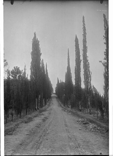 Paesaggio. Asciano - Montacuto - Viale alberato