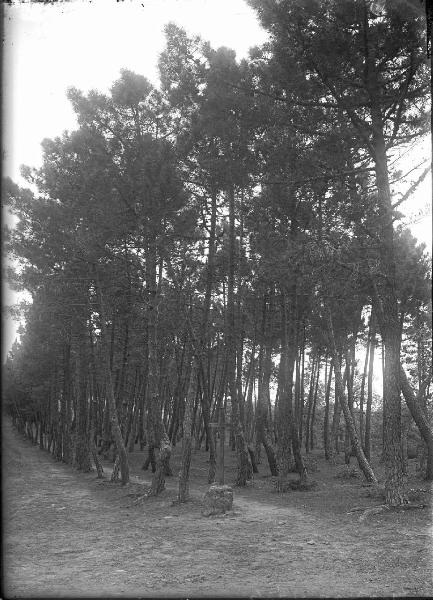 Paesaggio. Asciano - Montacuto - Pineta