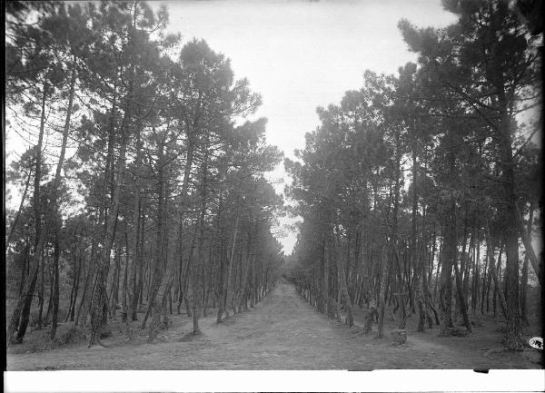 Paesaggio. Asciano - Montacuto - Pineta