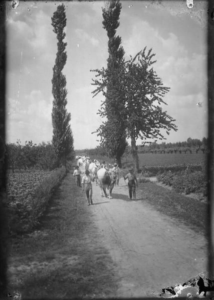 Paesaggio. Gambellara - Veduta della tenuta dei conti Pasolini con mandria di bovini