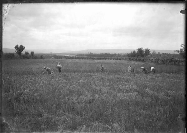 Paesaggio. Forlì - Ronco - Raccolta del fieno