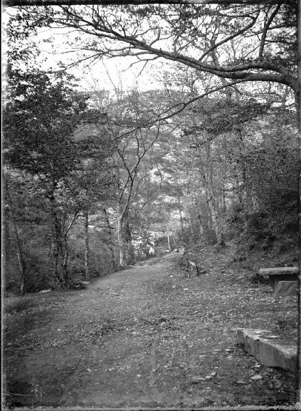 Paesaggio. Sansepolcro - Bosco