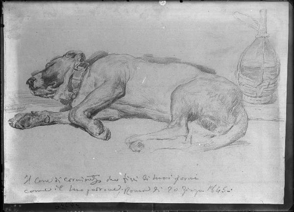 Riproduzione di opera d'arte. Disegno di Cherubino Cornienti: Il cane di Cornienti