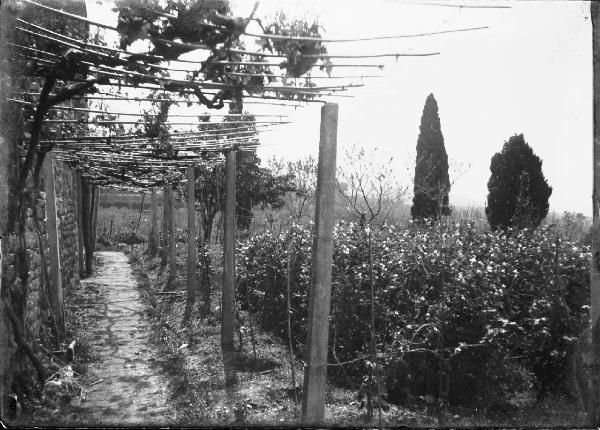 Paesaggio. Assisi - Convento di S. Damiano - Orto del cantico