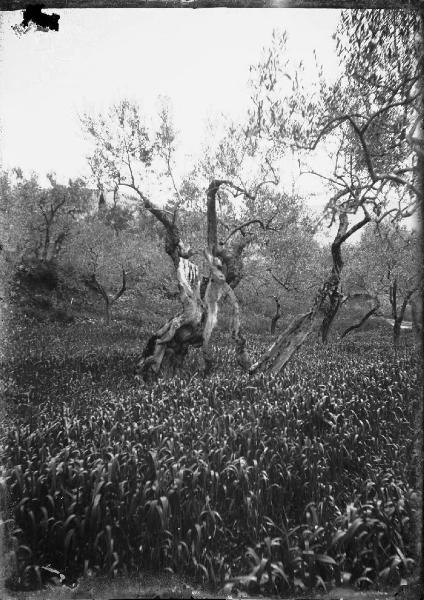 Paesaggio. Assisi - Convento di S. Damiano - Olivi