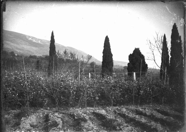 Paesaggio. Assisi - Convento di S. Damiano - Orto del cantico