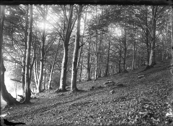 Paesaggio. Faggeto Lario - Alpe di Lemna - bosco