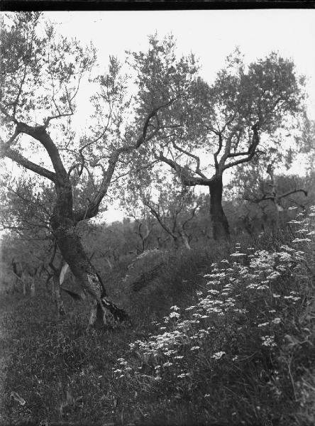 Paesaggio. Assisi - Convento di S. Damiano - Olivi