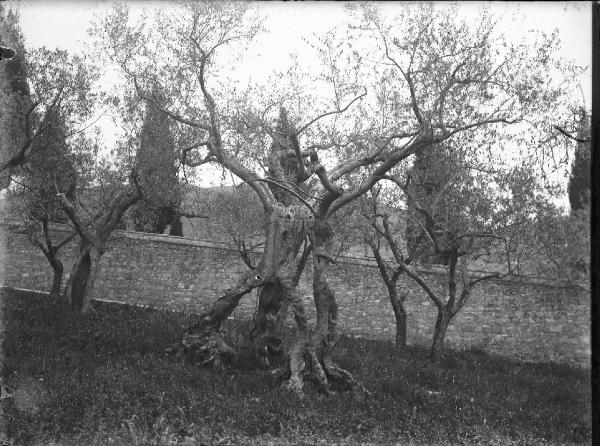 Paesaggio. Assisi - Convento di S. Damiano - Olivi