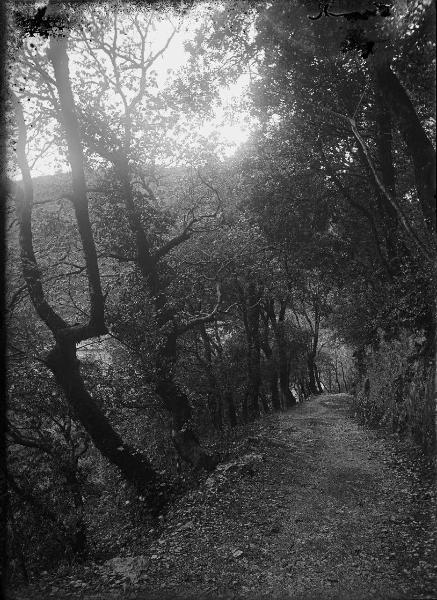 Paesaggio. Assisi - Selva delle Carceri - Sentiero