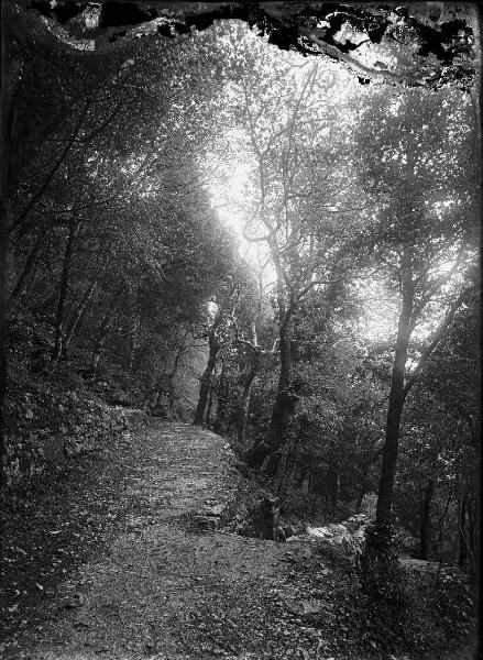 Paesaggio. Assisi - Selva delle Carceri - Sentiero