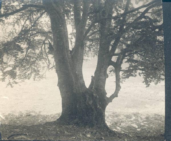 Paesaggio. Faggeto Lario - Alpe di Lemna - Albero