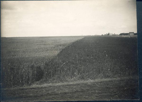 Paesaggio. Ravenna - Veduta di un campo coltivato