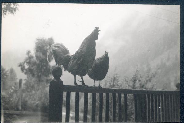 Paesaggio. Valdigne - Pré Saint Didier - Pallesieux - Gallo e gallina