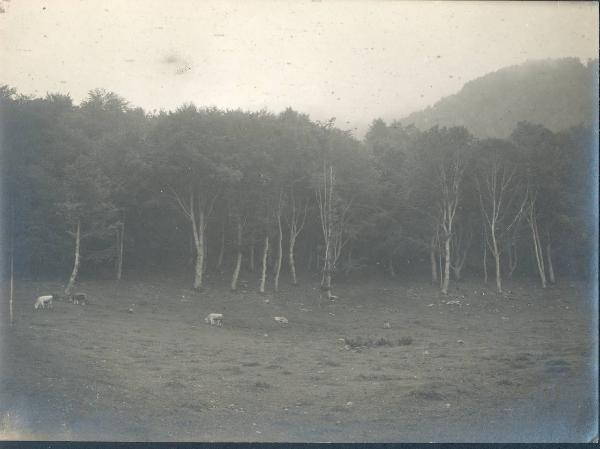 Paesaggio. Faggeto Lario - Alpe di Lemna - Pascolo