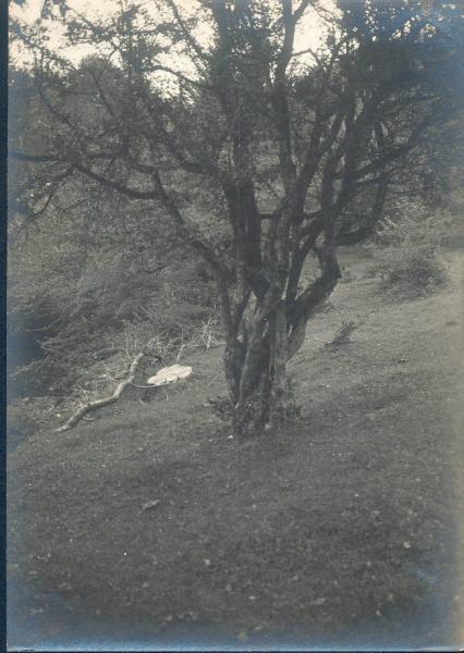 Paesaggio. Faggeto Lario - Alpe di Lemna - Albero