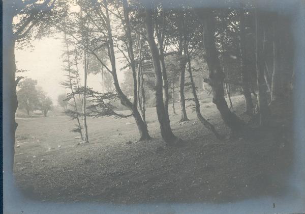 Paesaggio. Faggeto Lario - Alpe di Lemna - bosco