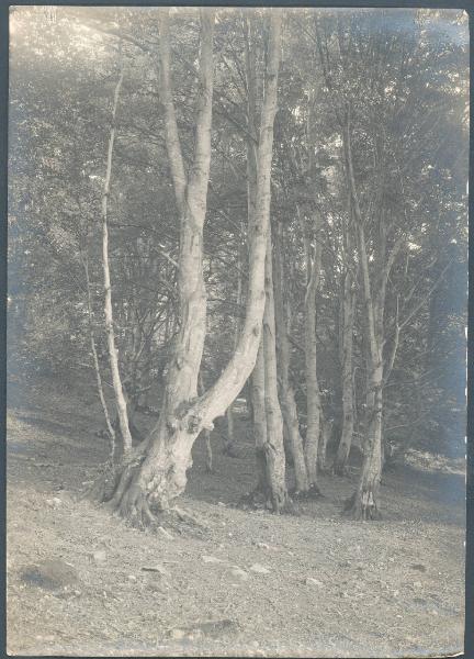 Paesaggio. Faggeto Lario - Alpe di Lemna - bosco