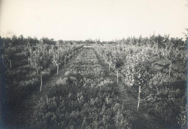 Paesaggio. Ravenna - Frutteto