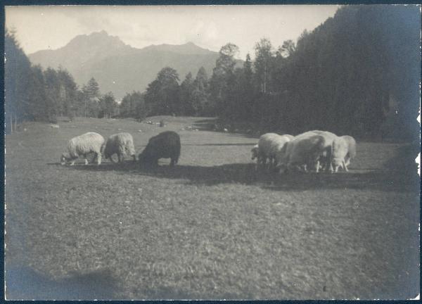 Paesaggio. Valle Vigezzo - Santa Maria Maggiore - pascolo