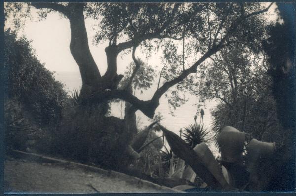 Paesaggio. Ventimiglia - La Mortola - Giardini botanici Hanbury