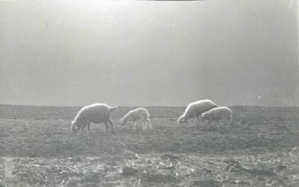 Paesaggio. Località non identificata - pecore