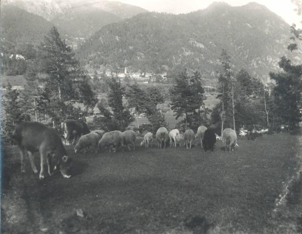 Paesaggio. Valle Vigezzo - Santa Maria Maggiore - pascolo